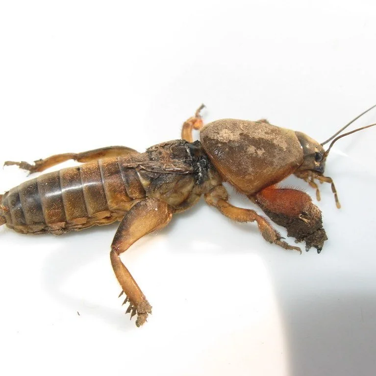 Sudden Surge of Mole and Field Crickets in Louisiana Due to Dry Conditions
