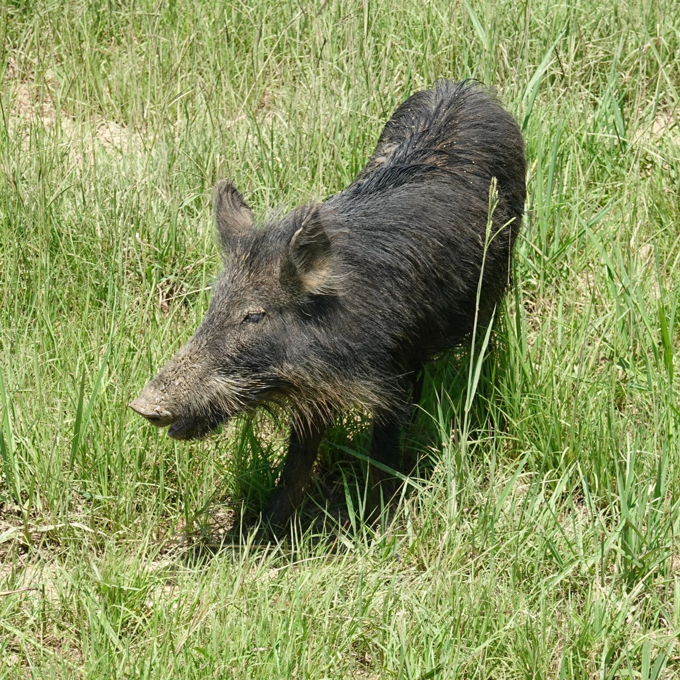 Creation of a New Center Through the LSU AgCenter Will Aid in Mitigating Damage of Invasive Species