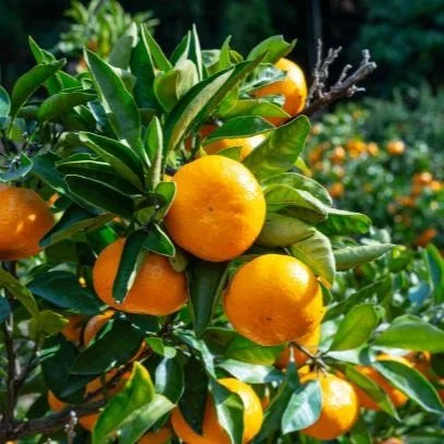 Louisiana Citrus Farmers Are Seeing A Mass Influx Of Salt Water That Could Threaten Seedlings