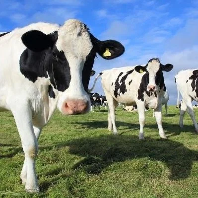 Dairy Margin Coverage Program Provides Critical Support For Dairy Operations