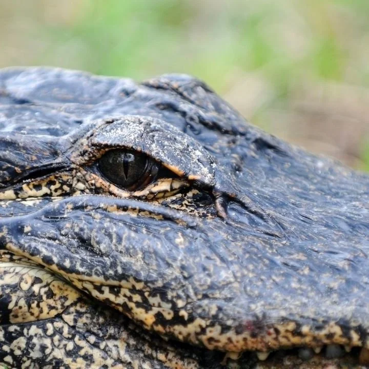 Louisiana’s Alligator Farms Raise the Reptiles for Meat, Skins — and Conservation