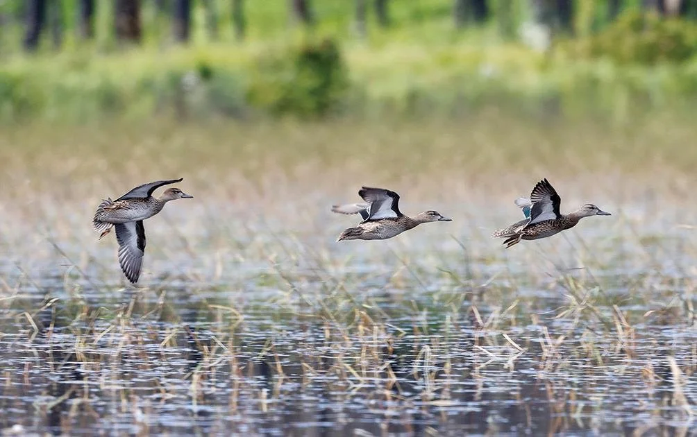 Congress Honors Rice Stewardship Partnership