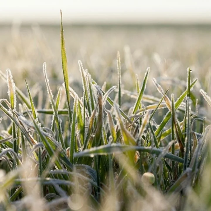 Giving IRA Conservation Funds to Farm Subsidies Threatens Millions of Cover Crop Acres