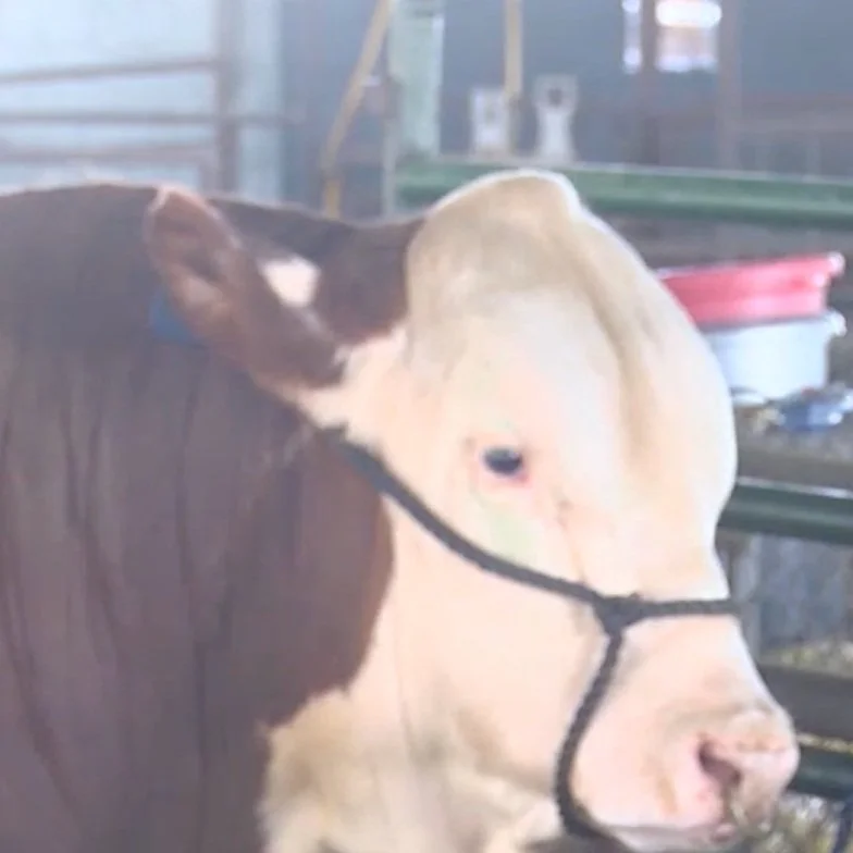 94th Annual Beauregard Parish Fair Jam-packed with Festivities