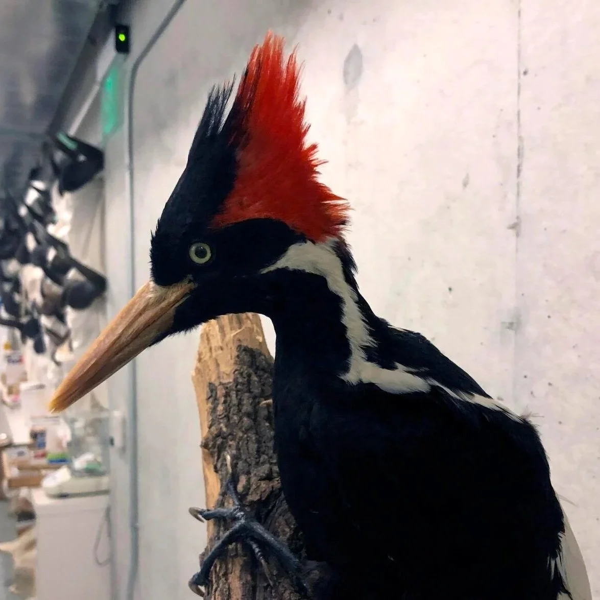 Ivory-billed Woodpecker, Louisiana's Bigfoot of Sorts, Not Declared Extinct — For Now