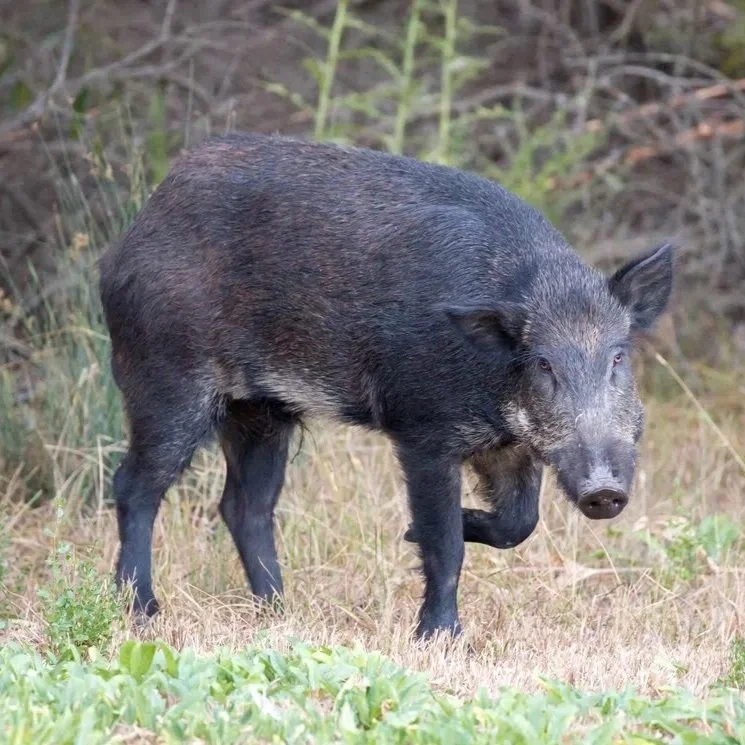 The LSU AgCenter Steps Up its Game to Tackle Invasive Species