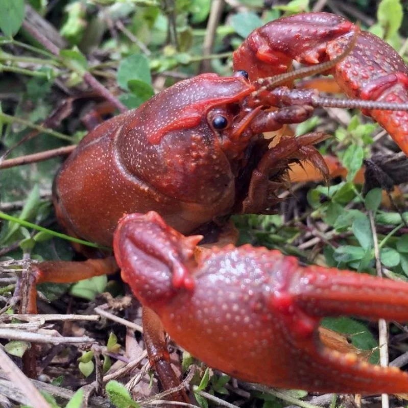 Salinity Levels In Surface Water Canals Preventing Some Crawfish Ponds From Being Flooded