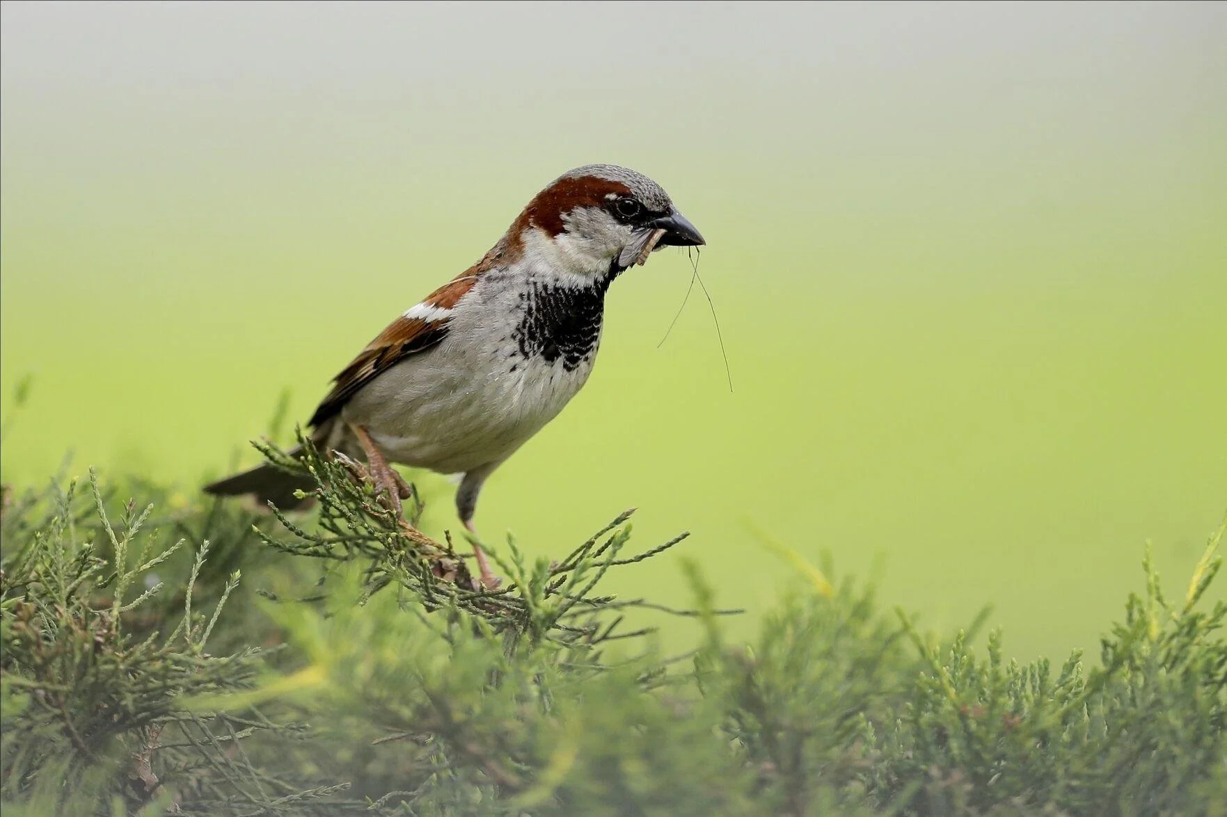Birds Nesting in Agricultural Lands More Vulnerable to Extreme Heat, Study Finds