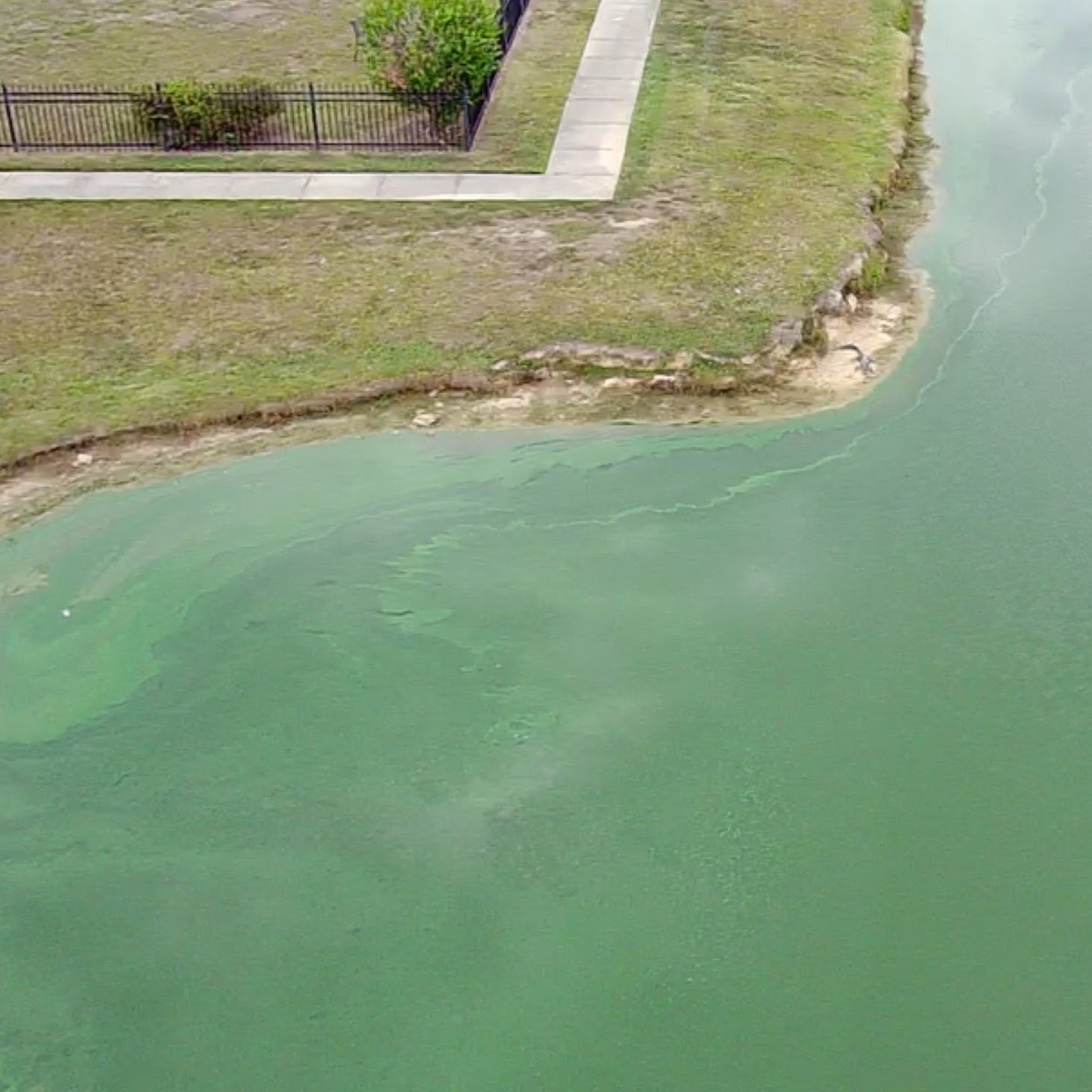 LSU AgCenter Scientist Explains Small Pond Turnover