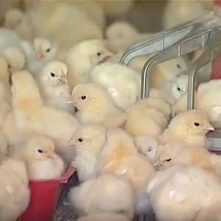PETA Launches Pressure Campaign for Charges Against Poultry Processing Plant