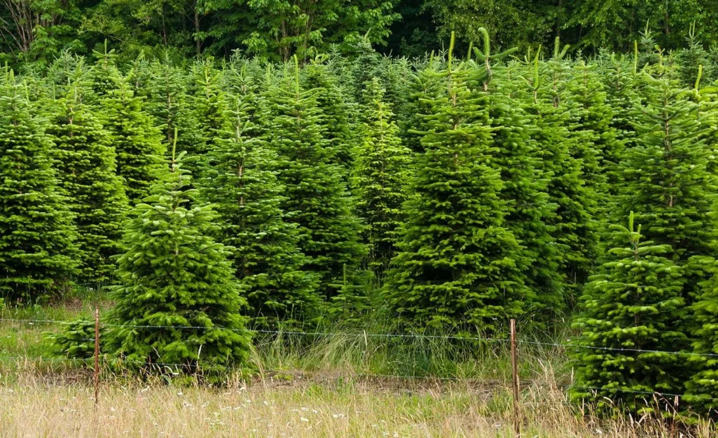 As Some Christmas Tree Farms Close Due to Lack of Supply, Experts Warn Not to Worry