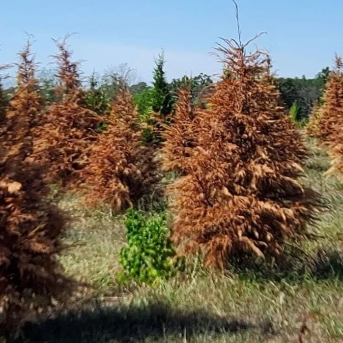 Drought, Head Forces LA Christmas Tree Farm To Skip '23 Holiday Season