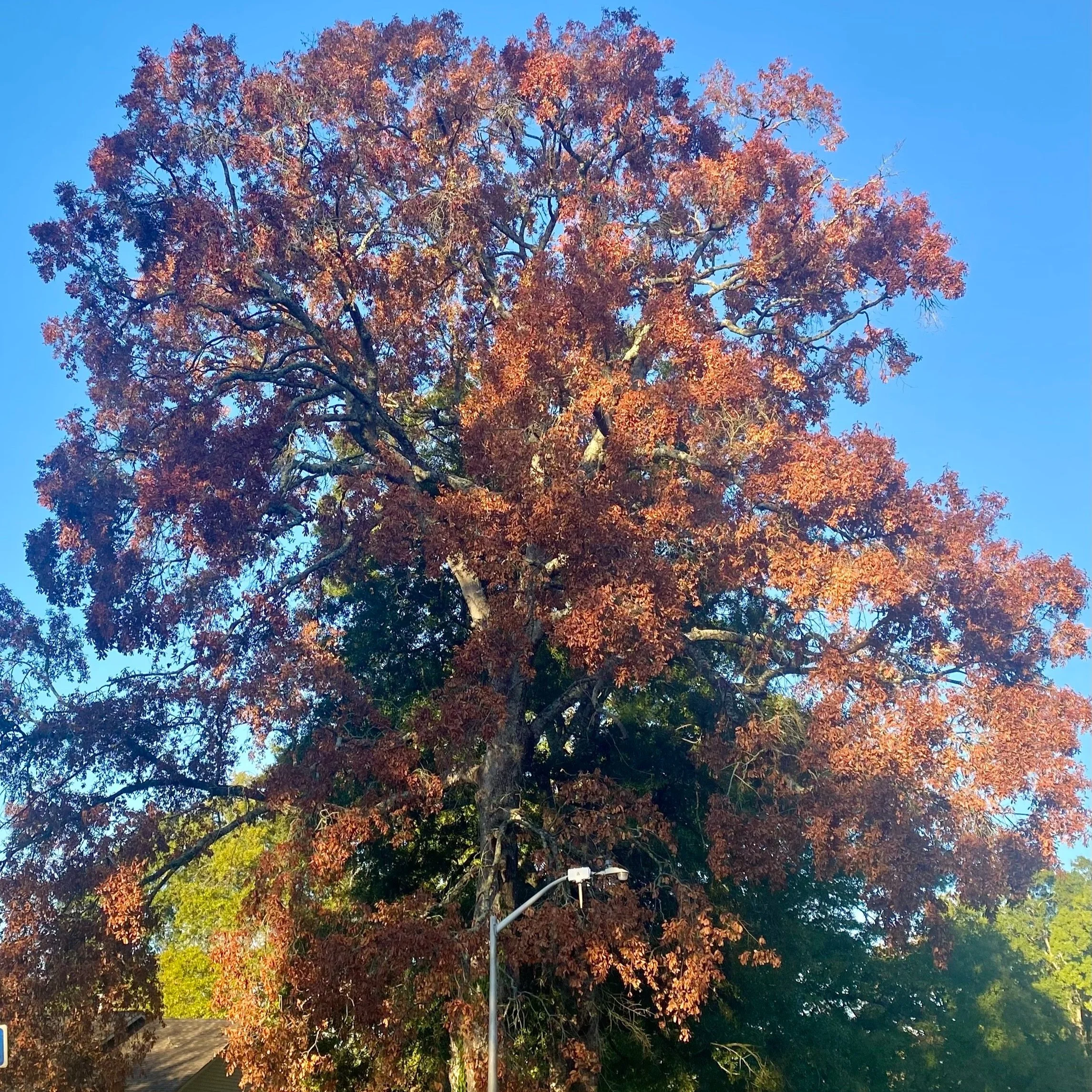 Assessing Tree Damage After An Extended Drought