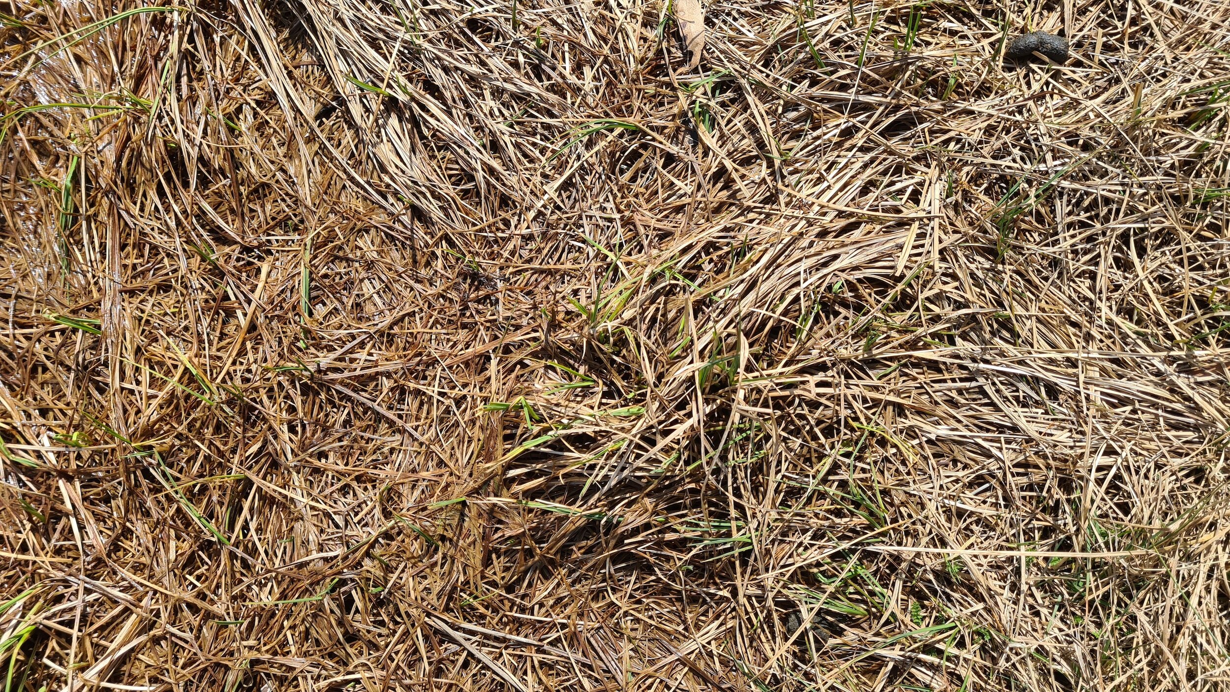 Louisiana Forage Conference Set for December 1 in Alexandria