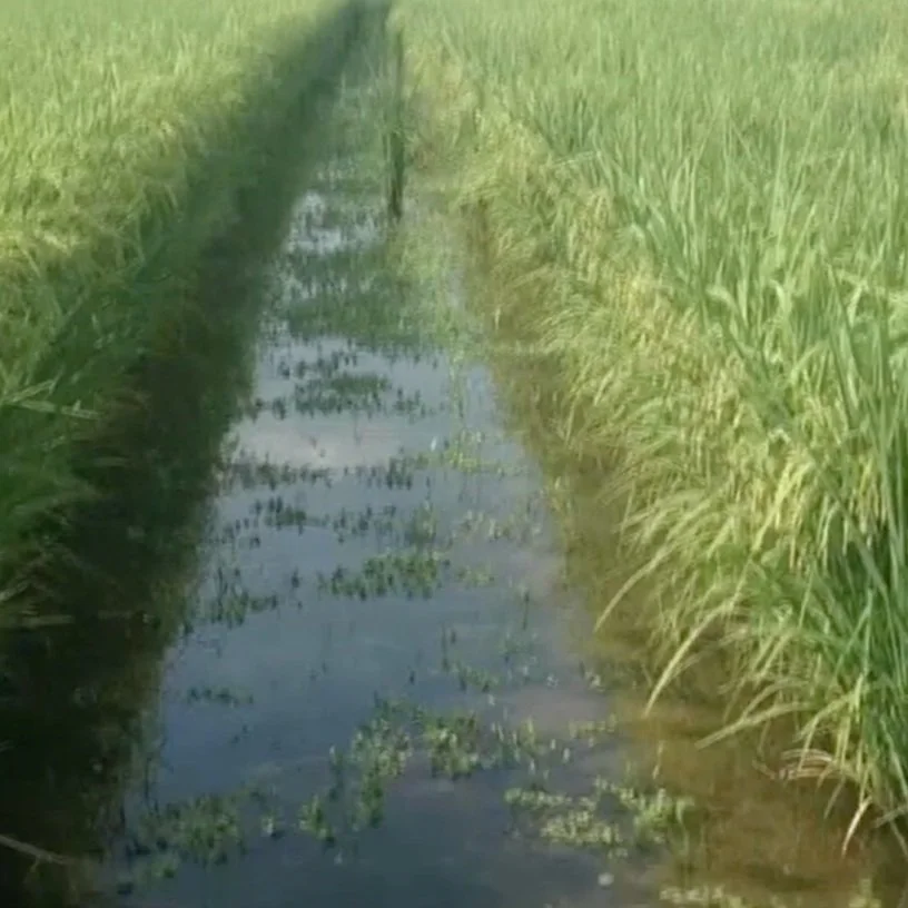 McNeese Farm Researching Rice That Grows Well In Southwest Louisiana