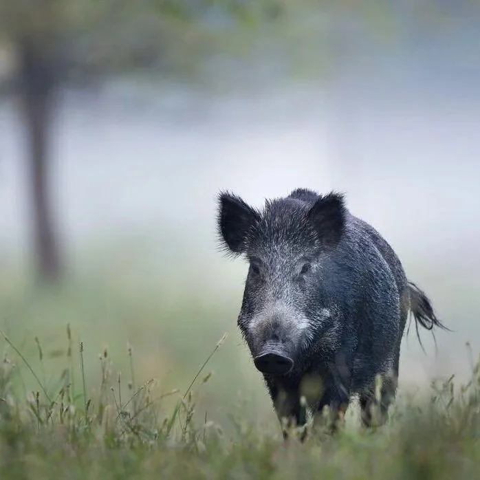 Louisiana Has the 8th Biggest Feral Hog Problem in the Country