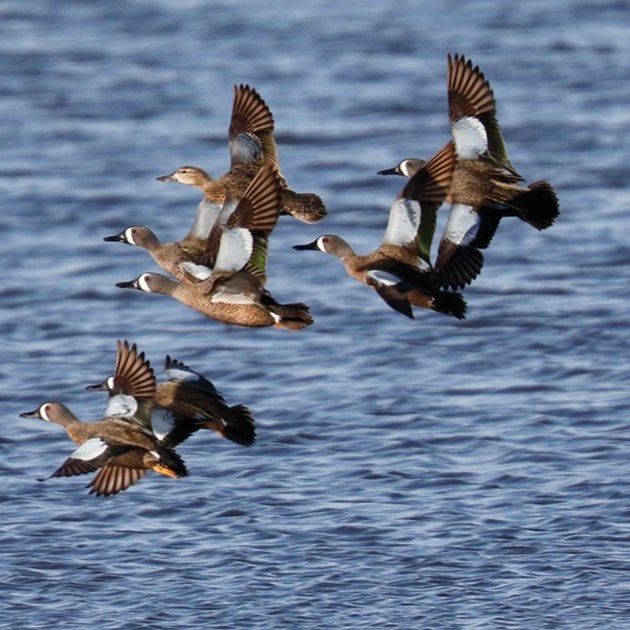 Migration Alert: Migration Drought, Low Numbers Could Mean Slow Start to Louisiana Season