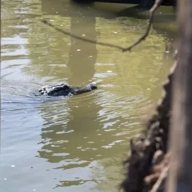 Prolonged Drought Still Bringing Trouble for Lower Mississippi River