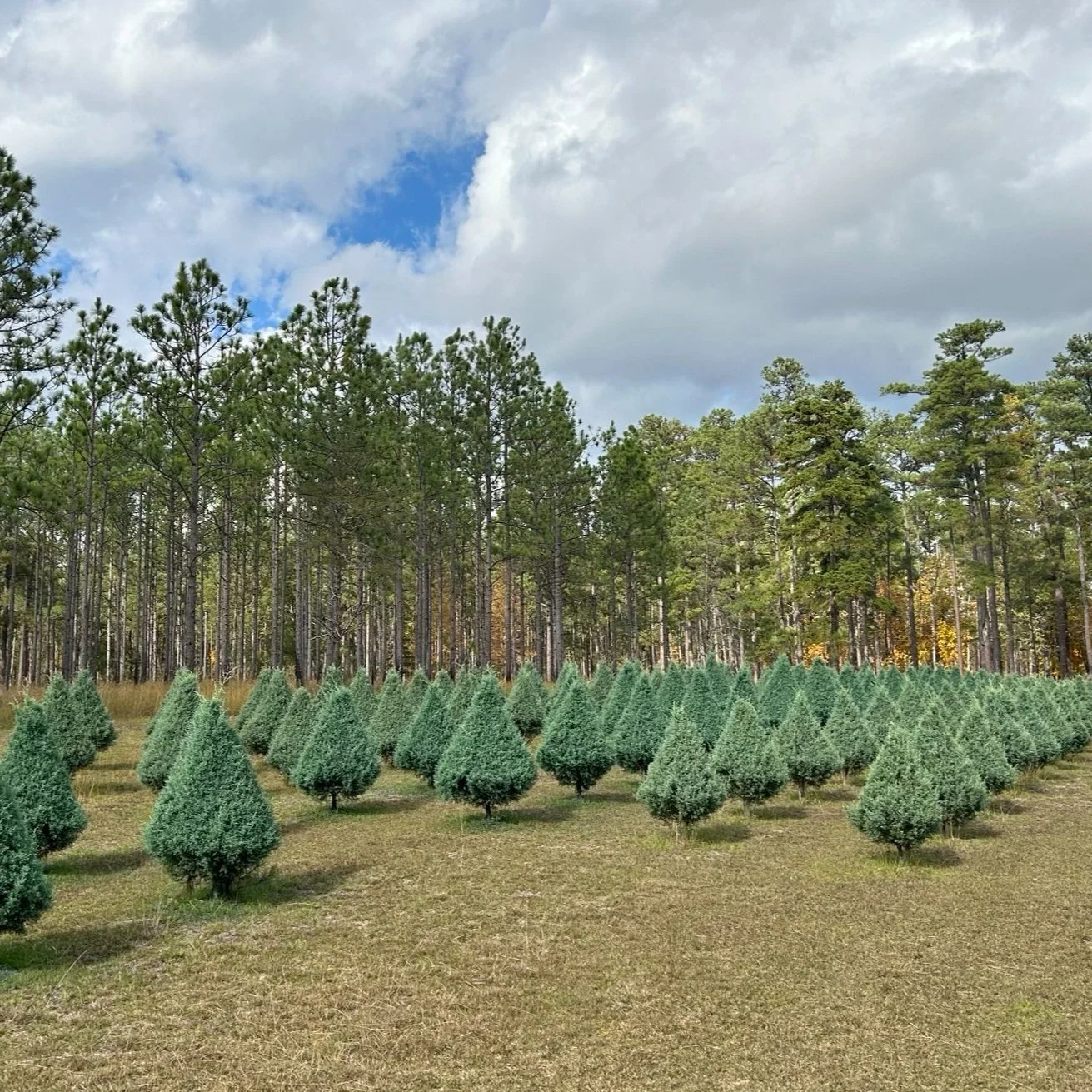 Yes, Louisiana, There Will Be Christmas Trees