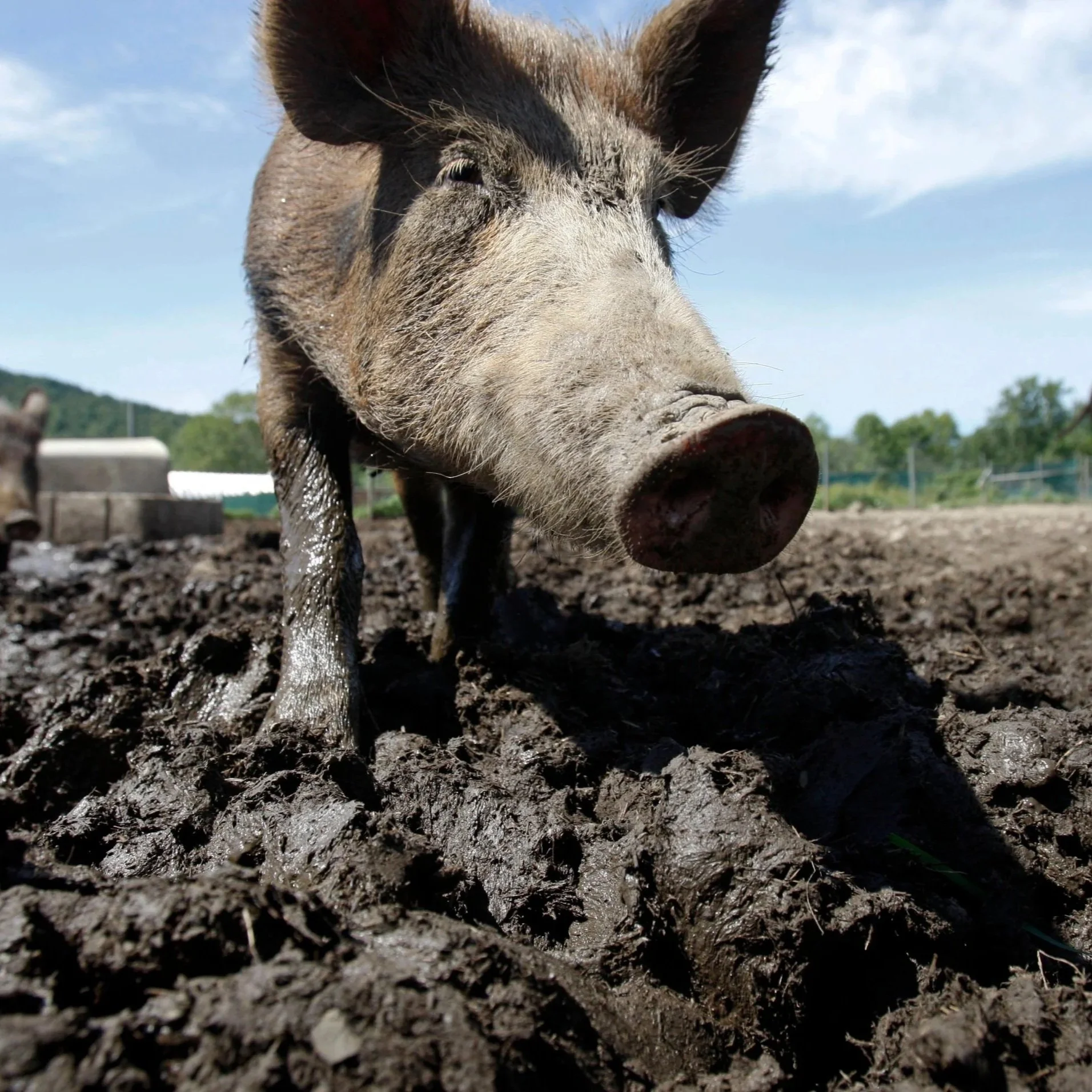 America's Got A $2.5 Billion Wild Hog Problem. These States See The Worst Of It.