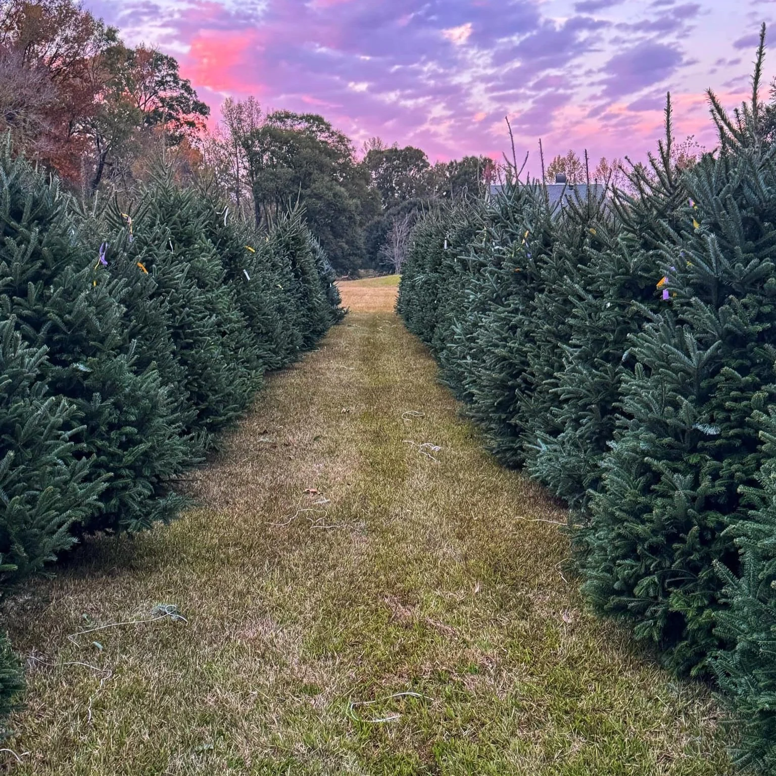 Local Christmas Tree Farms Ready for Season Despite Ongoing Drought in South Louisiana