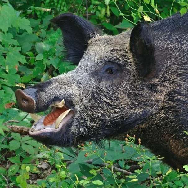 Population Of Hard-To-Eradicate 'Super Pig' Is Threating To Invade The US