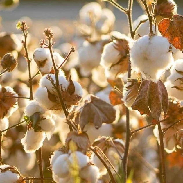 Driving To Make The US A Leader In Organic Cotton