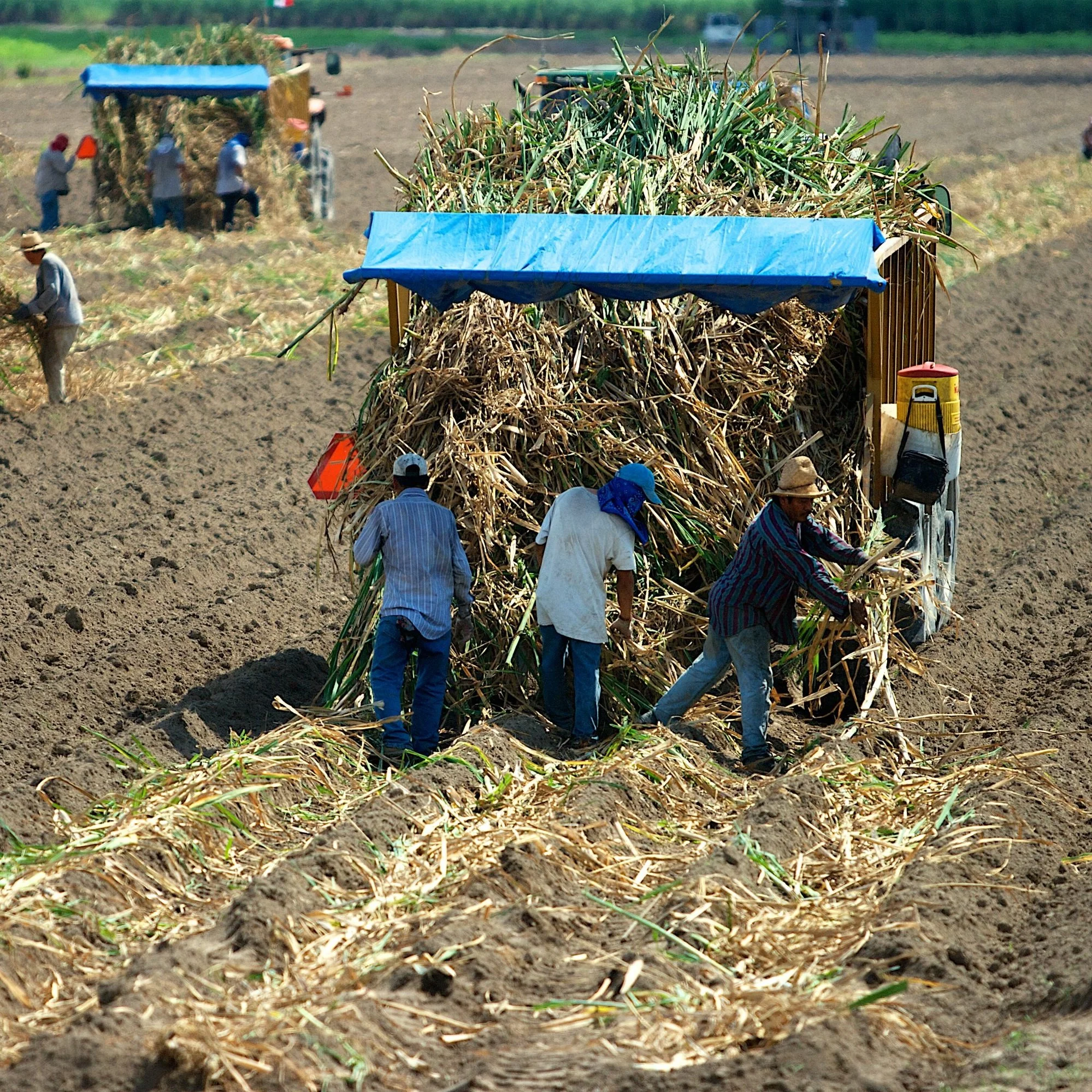 Some Farmers Will Pay $1 More per Hour to Their H-2A Employees in 2024