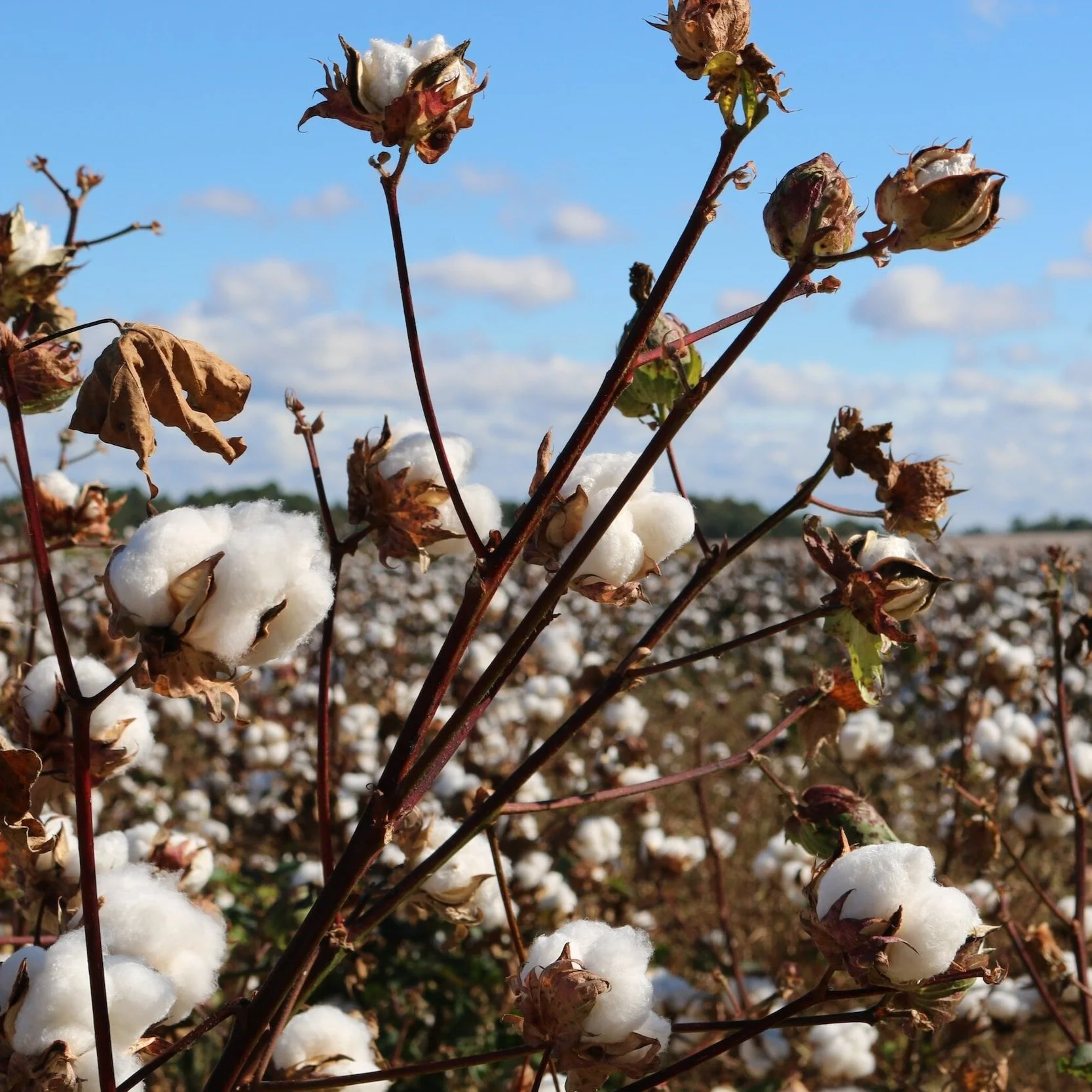 USDA Announces 2024 Upland Cotton Marketing Assistance Loan Rate