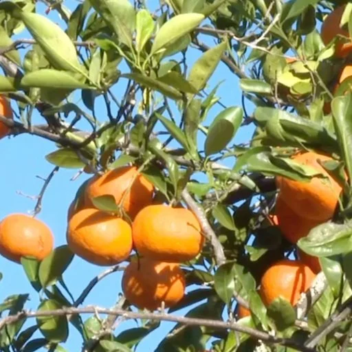 Farmers Across Southwest Louisiana Struggle to Bear Citrus Fruit