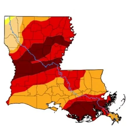 Drought in Cenla: Plant Nurseries Hindered by Drought Conditions