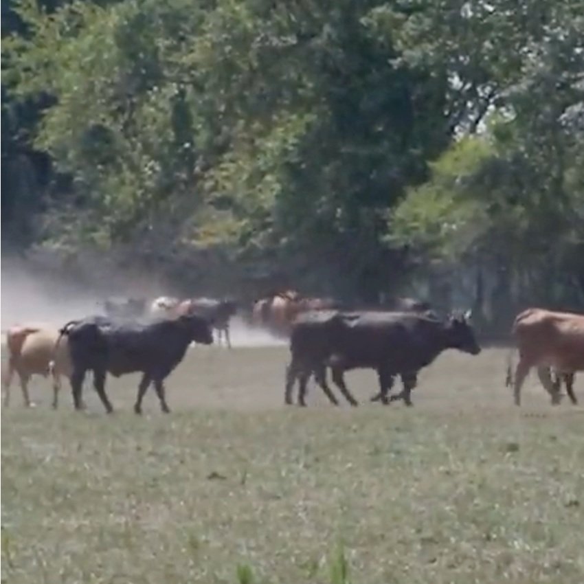 Let’s See How Winter Will Impact Louisiana’s Cattle Producers Following a Tough 2023