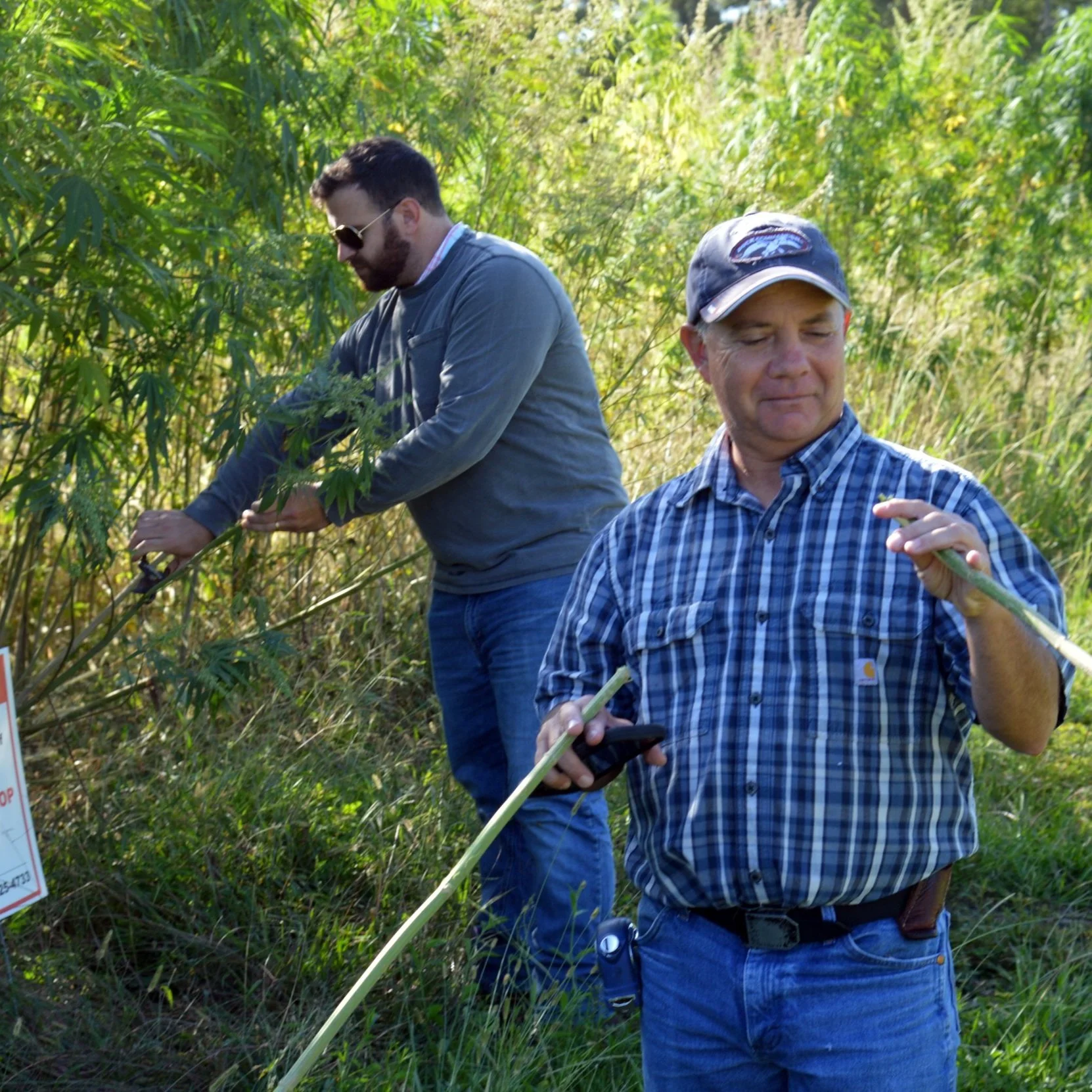 Researchers and a Handful of Farmers Team Up To Develop Industrial Hemp for LA
