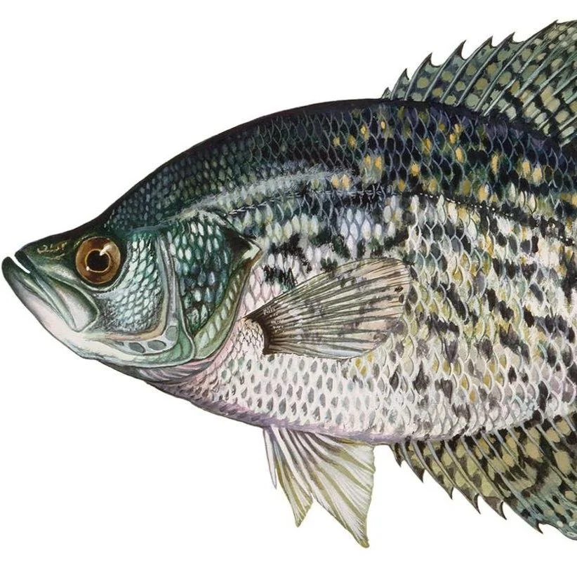 Biologist: No ‘Knee-jerk Regulations’ Concerning Crappie