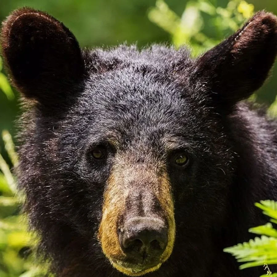 LDWF to Hold Public Hearings on Black Bear Hunting Season NOI