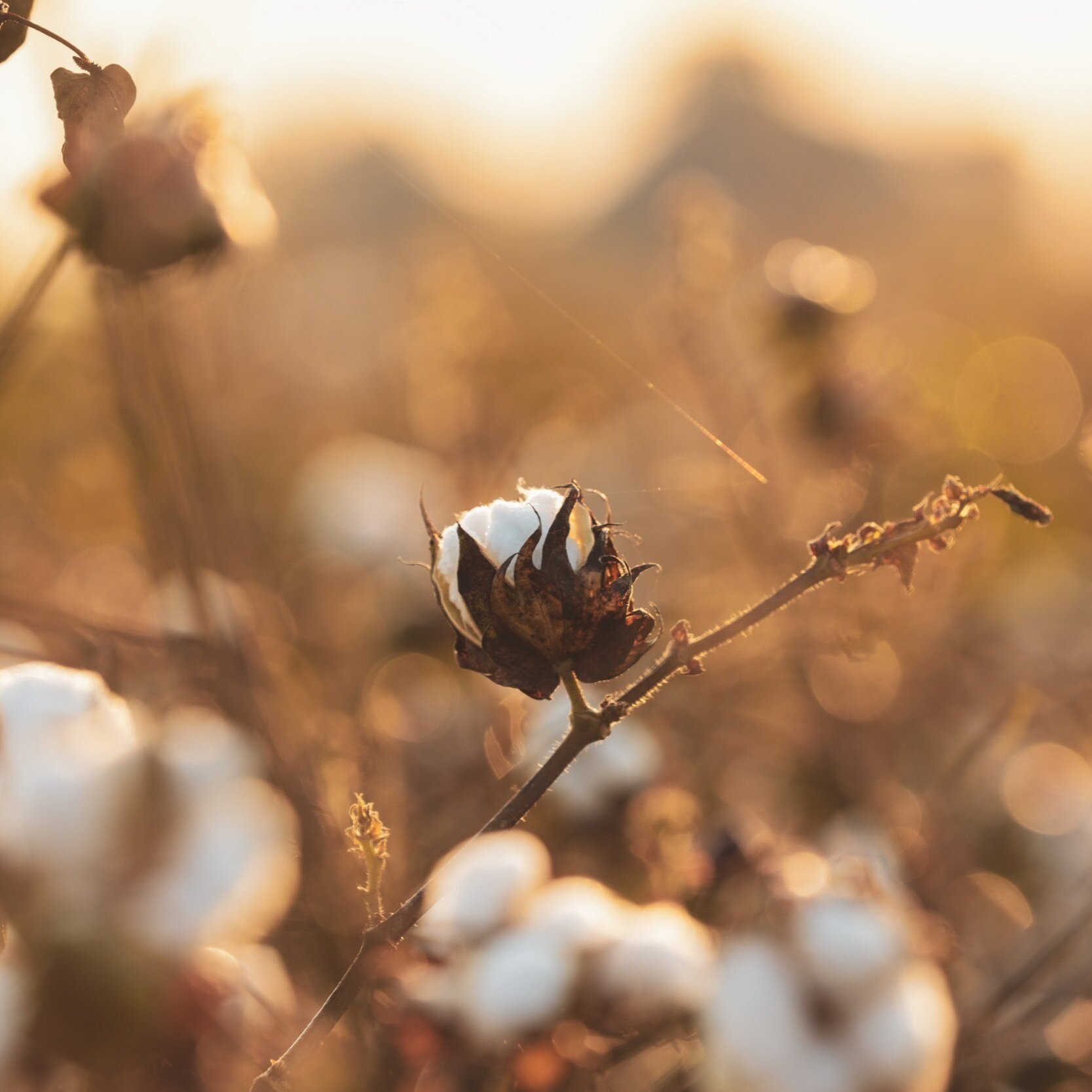 Cotton Prices Will Change In 2024. Just Don't Ask When Or Why