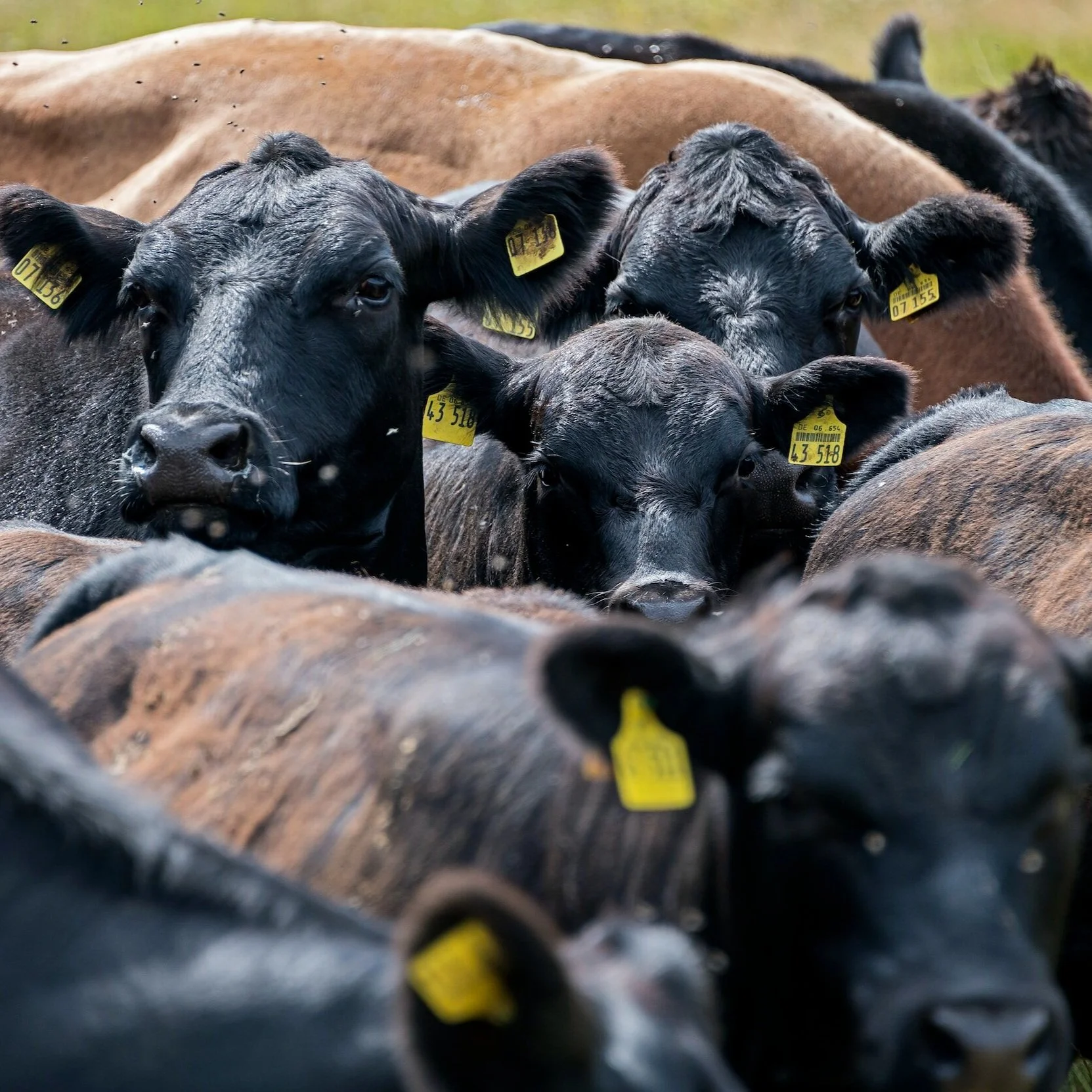 Livestock Economist: Cattle Market Off To A Stronger Start In '24
