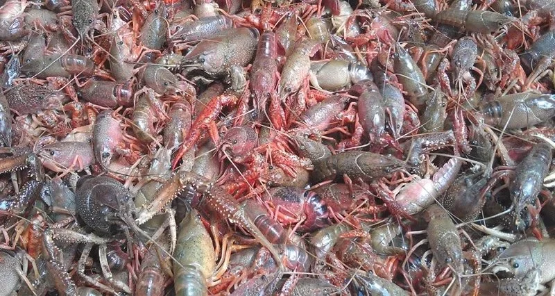 ‘Worst Season Ever;’ Experts Predict Historically Bad Crawfish Harvest to Drive Prices Up