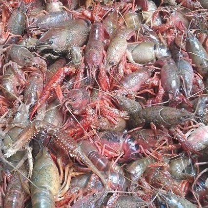 Strain: Some Crawfish Farmers Giving Up on Season