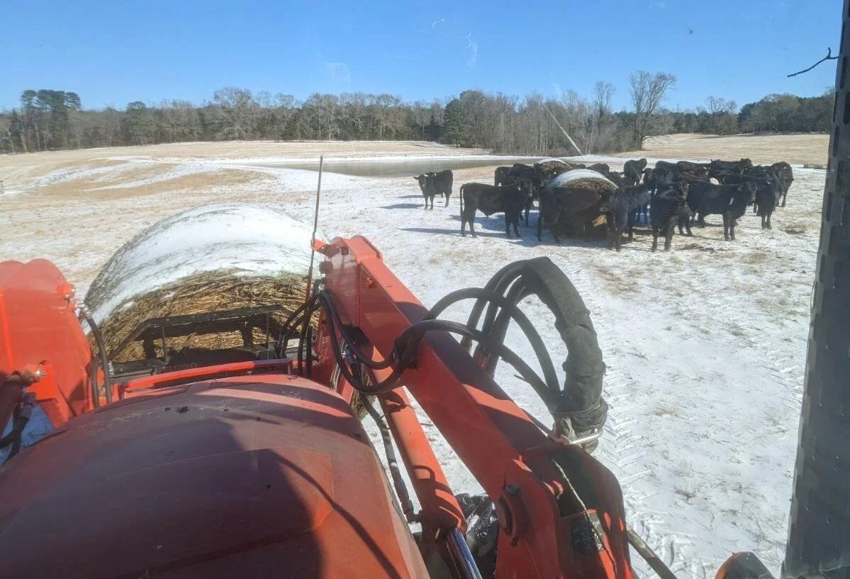 ‘Ice on Backs, Icicles on Bellies.’ Louisiana Ranchers Battle the Cold