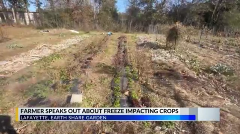 Local Farmer Says Freezing Temperatures Are Negatively Affecting Crop Production