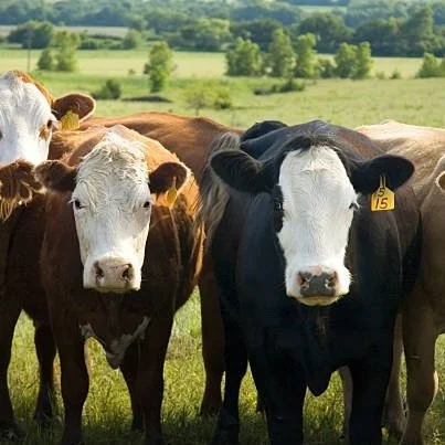 Cows Can Recognize a Familiar Human Face