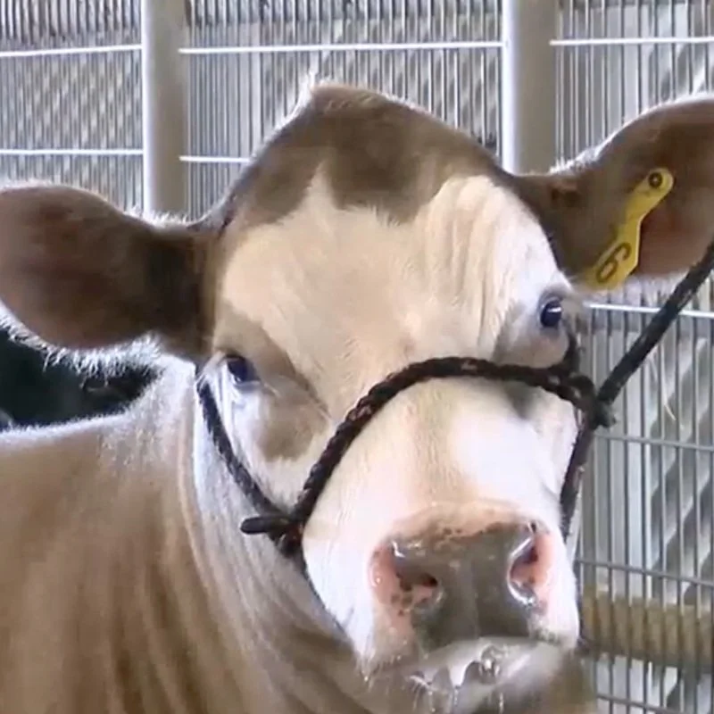 Southwest District Livestock Show Contestants Build Connections and Learn Life Lessons
