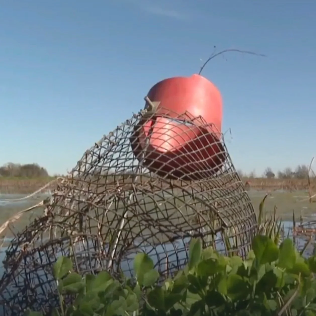 Crawfish Shortage Impacting South Louisiana Farmers