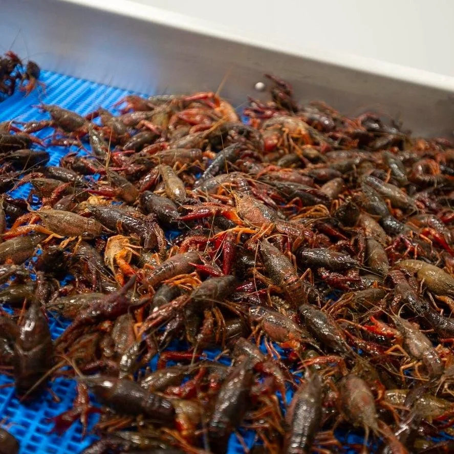 Drought, Brutal Cold Impacting Crawfish Season