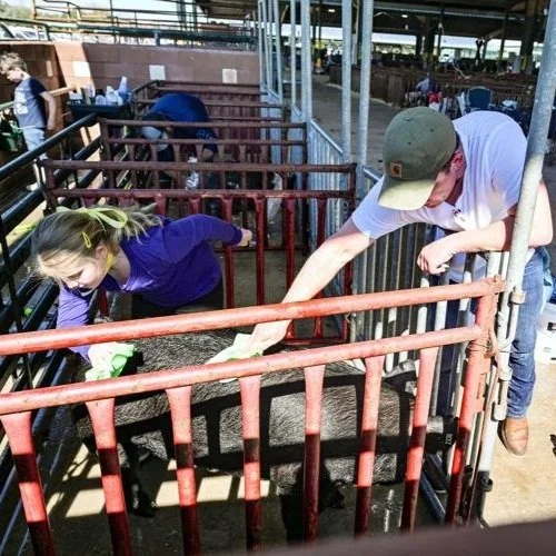 2,000 Youth Livestock Exhibitors To Show Their Animals at the LSU Agcenter Livestock Show