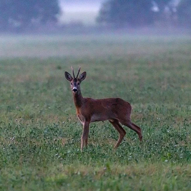 Louisiana 'Zombie Deer' Count Now Up To 19