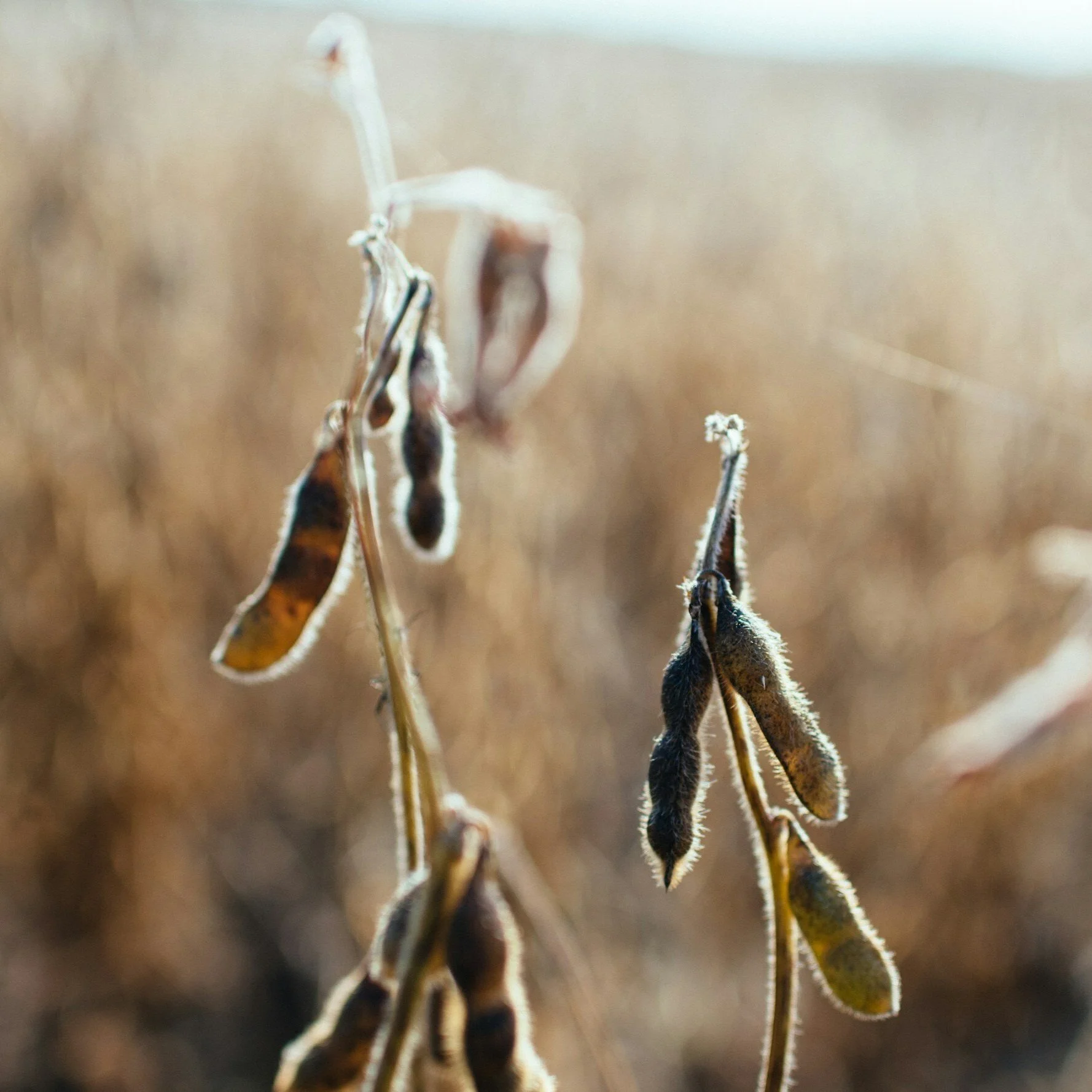 Louisiana Soybean Parish Estimates: February 2024