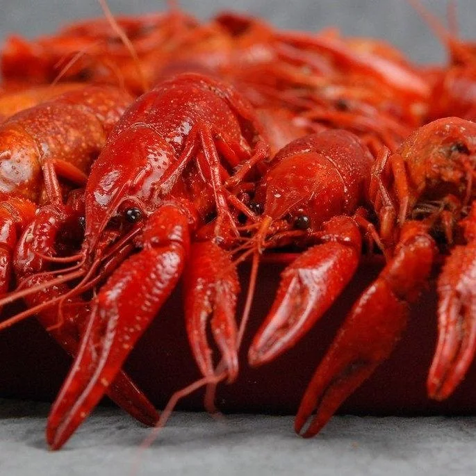 Louisiana's Crawfish Industry Seeks Relief After 2023 Drought
