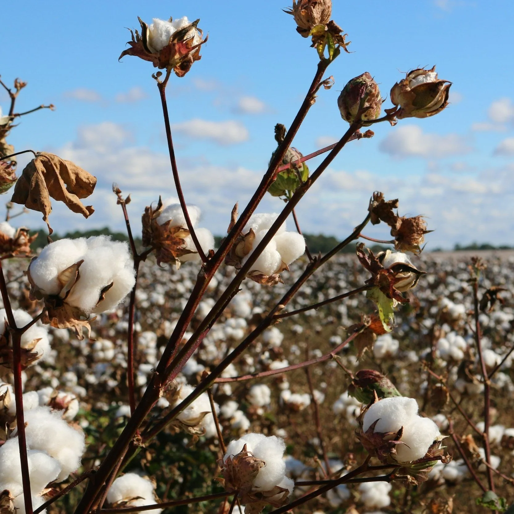 Cotton Farmers Report a Good Year in Miss., La.
